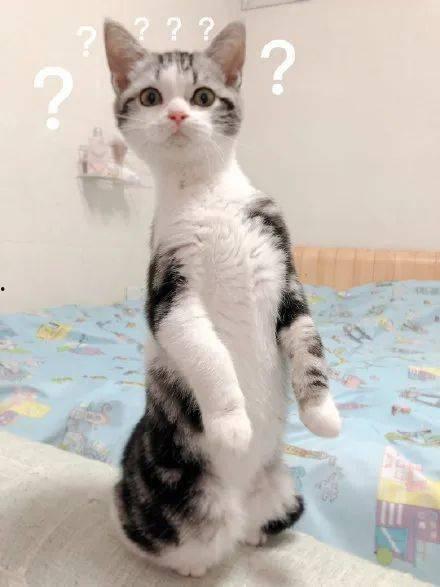 大猫猫吃瓜,大猫猫的瓜田奇遇记