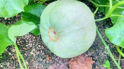 田瓜里吃瓜,一场别开生面的夏日盛宴