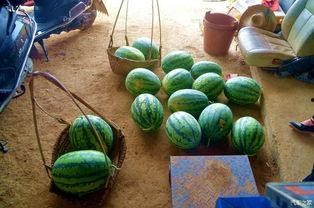 田瓜里吃瓜,一场别开生面的夏日盛宴