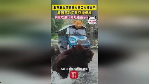 熊二吃瓜视频,揭秘娱乐圈幕后故事