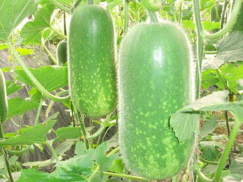 吃瓜不传瓜争做好市民