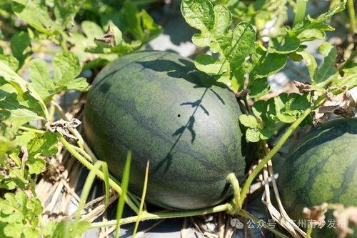 南沙湾吃瓜,品味清凉，畅享悠闲时光