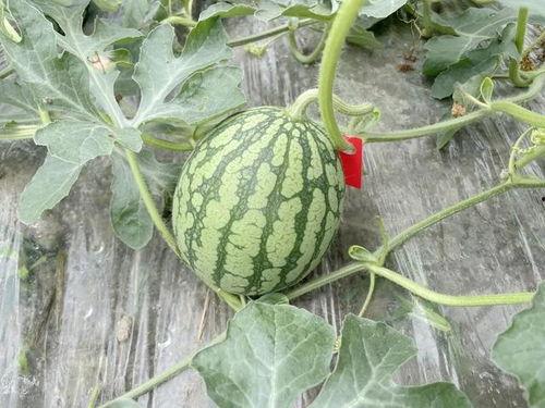 长截图吃瓜,娱乐圈最新吃瓜大事件！