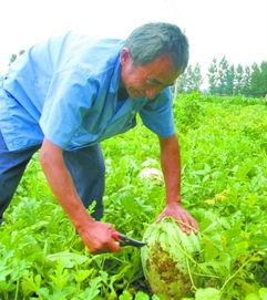 夏天在田间吃瓜,瓜香四溢的悠闲时光