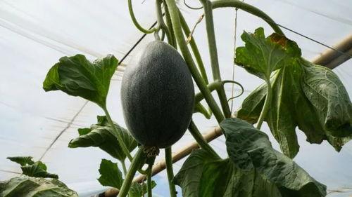 夏天在田间吃瓜,瓜香四溢的悠闲时光