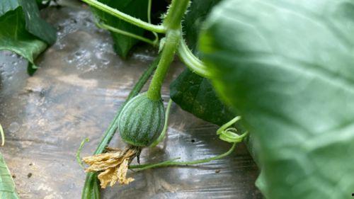 源儿吃瓜,揭秘娱乐圈幕后故事