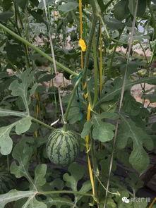 吃瓜营生,网络时代下的娱乐产业新风向