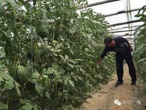 吃瓜营生,网络时代下的娱乐产业新风向