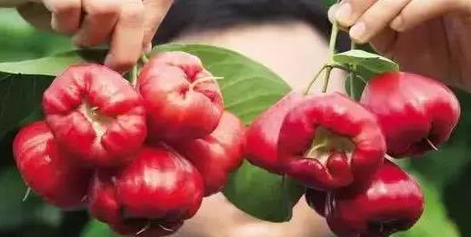 莲雾吃瓜作者,揭秘网络红人的幕后故事