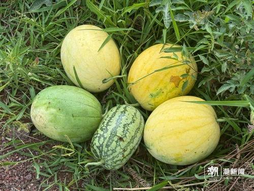 新吃旧瓜,探寻美食与传统的完美融合