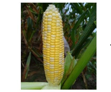 吃完玉米吃哈密瓜,美味果实的完美衔接之旅